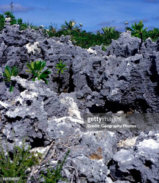 Weathered limestone, Cayman Brac, Cayman Islands, British West Indies