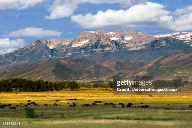 Mount Timpanogos in the Wasatch Mountains towers over farm lands in Heber Valley Utah with cows grazing in the foreground.