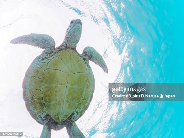 a large green sea turtle swimming leisurely on a beautiful white beach

ama beach, zamami island, zamami vil., shimajiri, okinawa, japan.
photo taken november 25, 2022.
in underwater photography. - 沖縄県 stock pictures, royalty-free photos & images