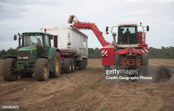 Farm machinery harvesting onions, Bromeswell, Suffolk, England
