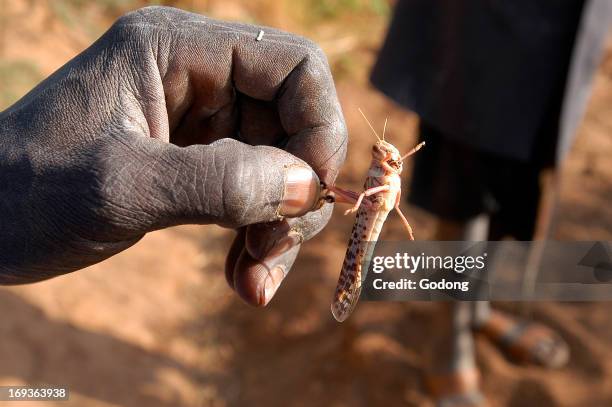 Locust Rager 56 Sea Locust Stock Photos, High-Res Pictures, and Images - Getty Images