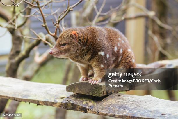 a spotted-tailed quoll is spotted near cradle mountain, tasmania - spotted quoll stock pictures, royalty-free photos & images