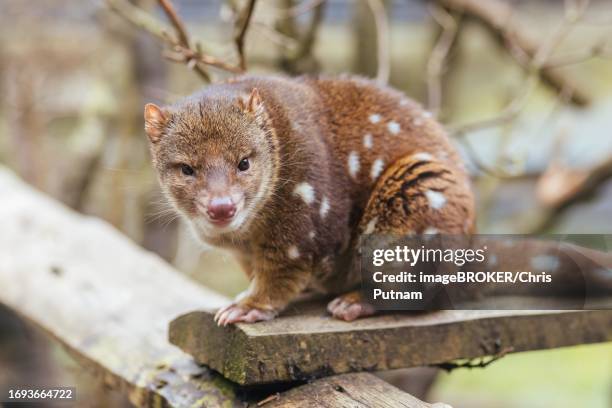 a spotted-tailed quoll is spotted near cradle mountain, tasmania - spotted quoll stock pictures, royalty-free photos & images