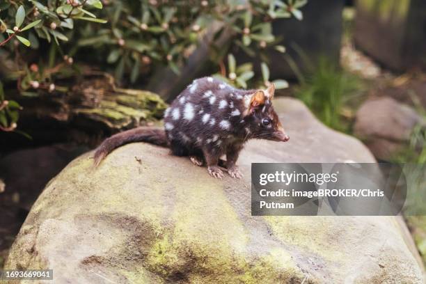 an eastern quoll is spotted near cradle mountain, tasmania - spotted quoll stock pictures, royalty-free photos & images