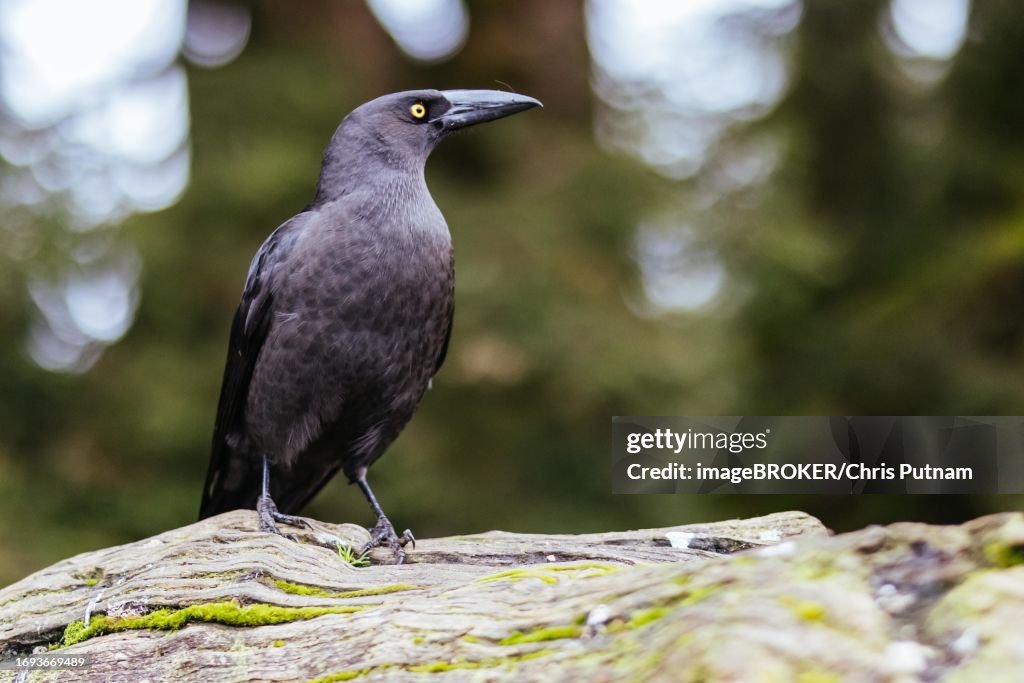 A Black Currawong near Cradle Mountain in Tasmania