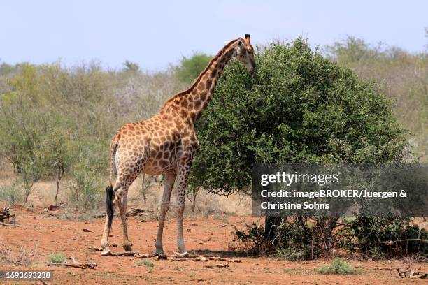 southern giraffe (giraffa camelopardalis giraffa), adult, feeding, kruger national park, south africa - south african giraffe stock pictures, royalty-free photos & images