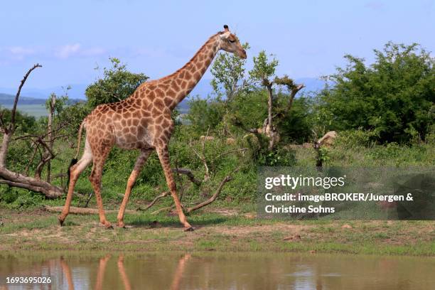 southern giraffe (giraffa camelopardalis giraffa), adult, running, at the water, kruger national park, south africa - south african giraffe stock pictures, royalty-free photos & images