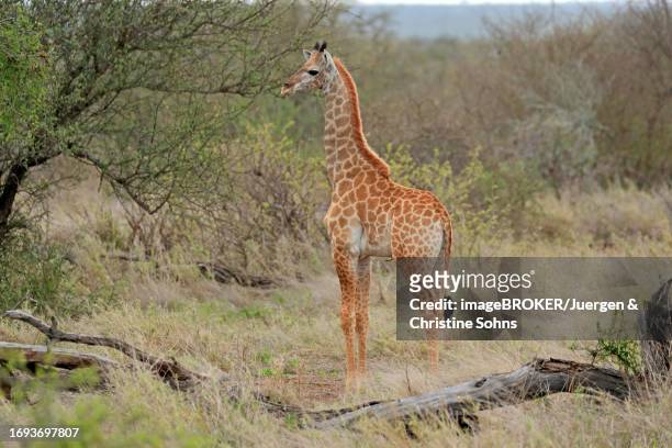 southern giraffe (giraffa camelopardalis giraffa), semi-adult juvenile, subadult, foraging, kruger national park, south africa - south african giraffe stock pictures, royalty-free photos & images