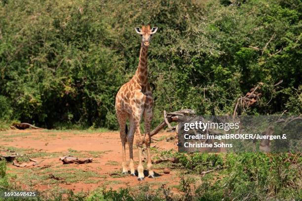 southern giraffe (giraffa camelopardalis giraffa), semi-adult juvenile, subadult, foraging, kruger national park, south africa - south african giraffe stock pictures, royalty-free photos & images