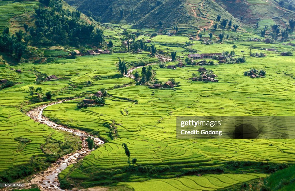 Rice fields in Sapa region