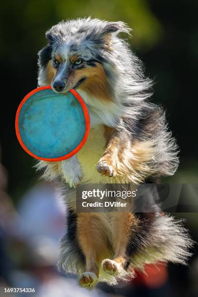 mini pastor australiano atrapando un frisbee - perro pastor shetland fotografías e imágenes de stock