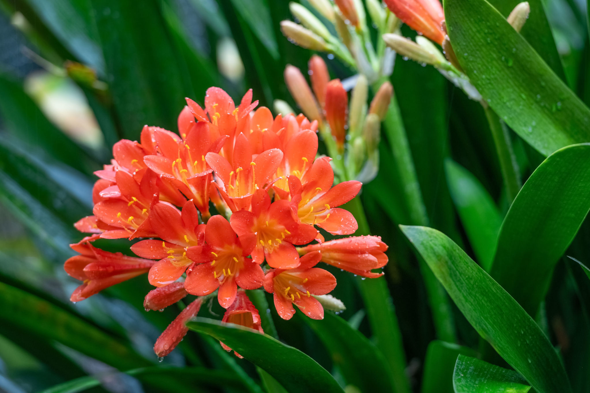 Clivia Miniata Roots 4 Problematic Plant Names and the Importance of Renaming Plants for ...