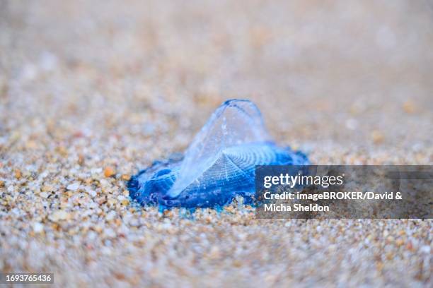 Sea Raft Fish 207 Velella Velella Stock Photos, High-Res Pictures, and Images - Getty ...