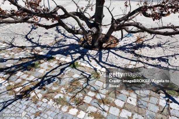 branches of a withered tree, symbolic image, drought, inner city microclimate, sealed surfaces, gravel surface, climate change, drought, lisbon, portugal - microclimate stock pictures, royalty-free photos & images