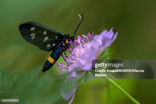 nine-spotted moth (amata phegea), bressanone, south tyrol, italy - nine spotted moth stock pictures, royalty-free photos & images