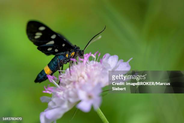 nine-spotted moth (amata phegea), bressanone, south tyrol, italy - nine spotted moth stock pictures, royalty-free photos & images