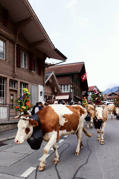 CHE: Switzerland Farmers Return Their Herds Of Cows To Their Farms