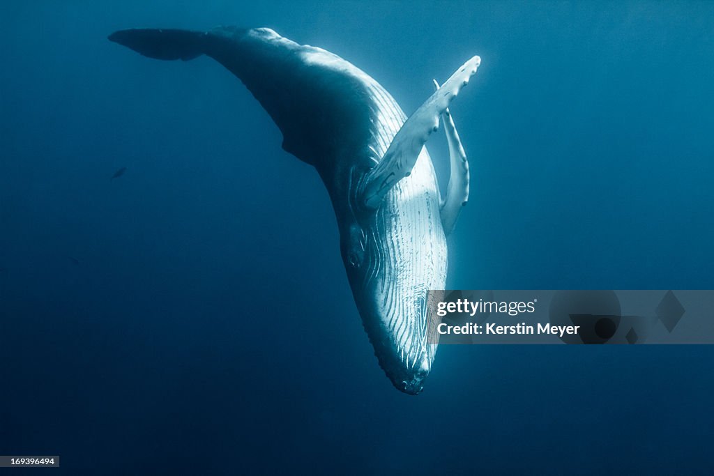 Graceful humpback calf