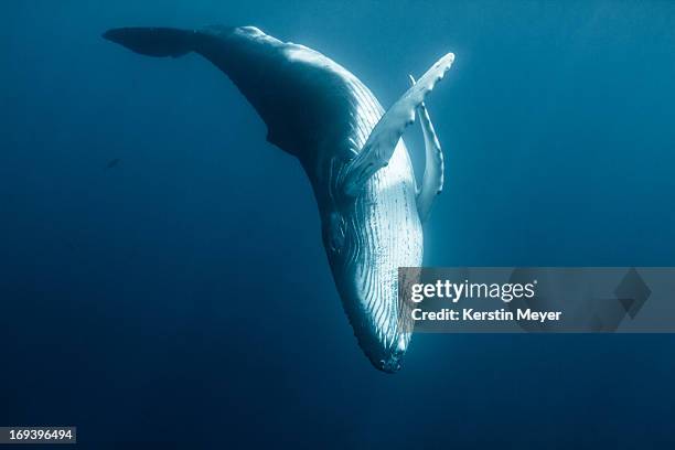 graceful humpback calf - images of whale underwater stock pictures, royalty-free photos & images