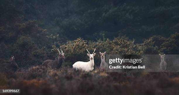 white stag - famille du cerf photos et images de collection