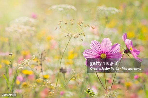 summer flower meadow - cosmos flower stock-fotos und bilder