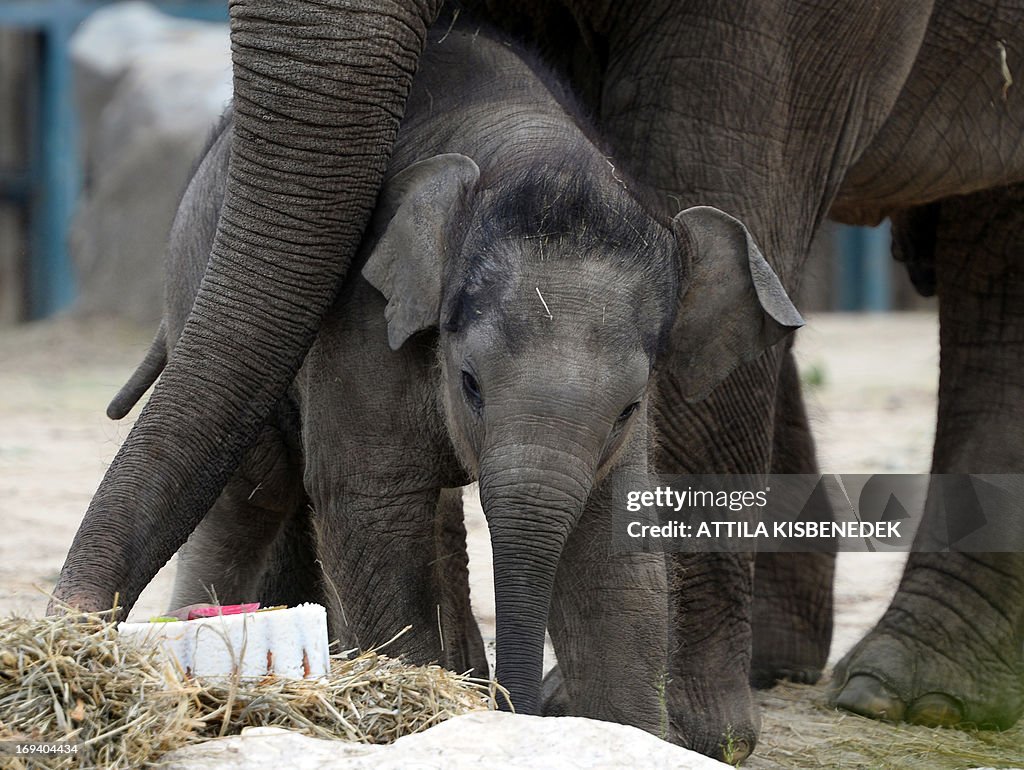 HUNGARY-FRANCE-ANIMALS-ELEPHANT