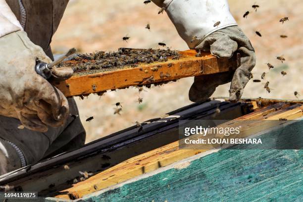 Syrian beekeeper Ibrahim Damiriya struggles to produce honey from his hives on parched land in Rankus village near the capital Damascus on September...