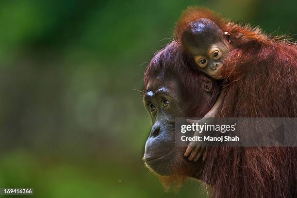 bornean orangutan mother with baby - tierfamilie stock-fotos und bilder