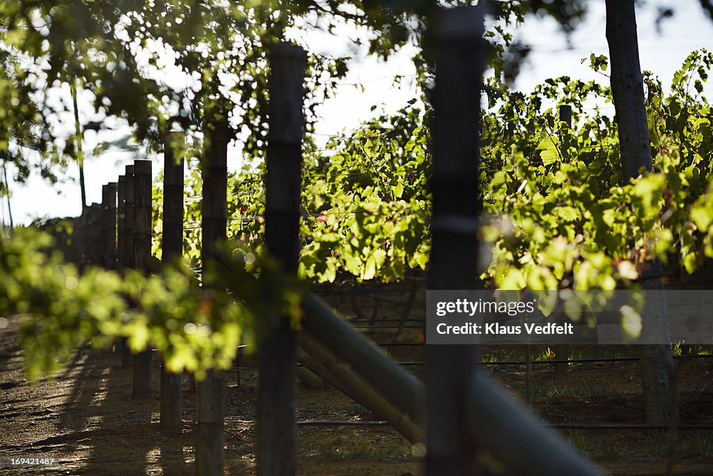 Vines of Petit Verdot grapes