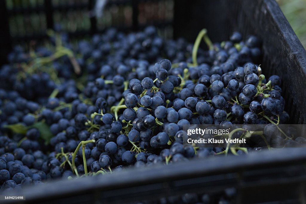 Box of Petit Verdot grapes