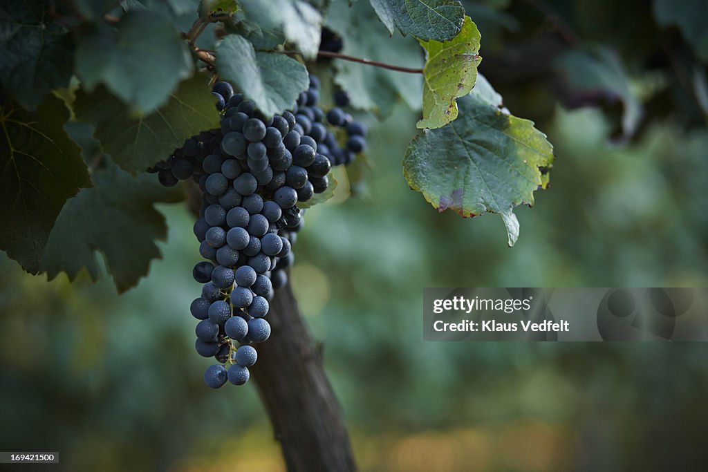 Petit Verdot grapes hanging on vine
