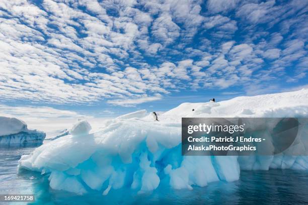 adelie penguin, pygoscelis adeliae - antarctica stockfoto's en -beelden