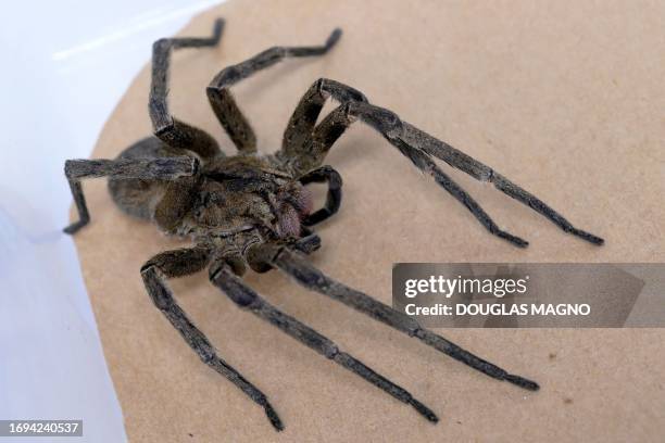 Picture of a banana spider in a container where it is kept at FUNED during the research to develop a medicine to treat erectile dysfunction using the...