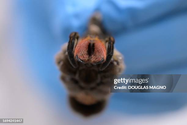 Picture of a banana spider at FUNED during the research to develop a medicine to treat erectile dysfunction using the spider venom at the Federal...