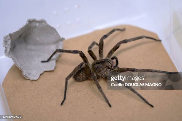 Picture of a banana spider in a container where it is kept at FUNED during the research to develop a medicine to treat erectile dysfunction using the...