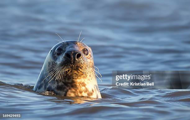 grey seal (halichoerus grypus) - kegelrobbe stock-fotos und bilder