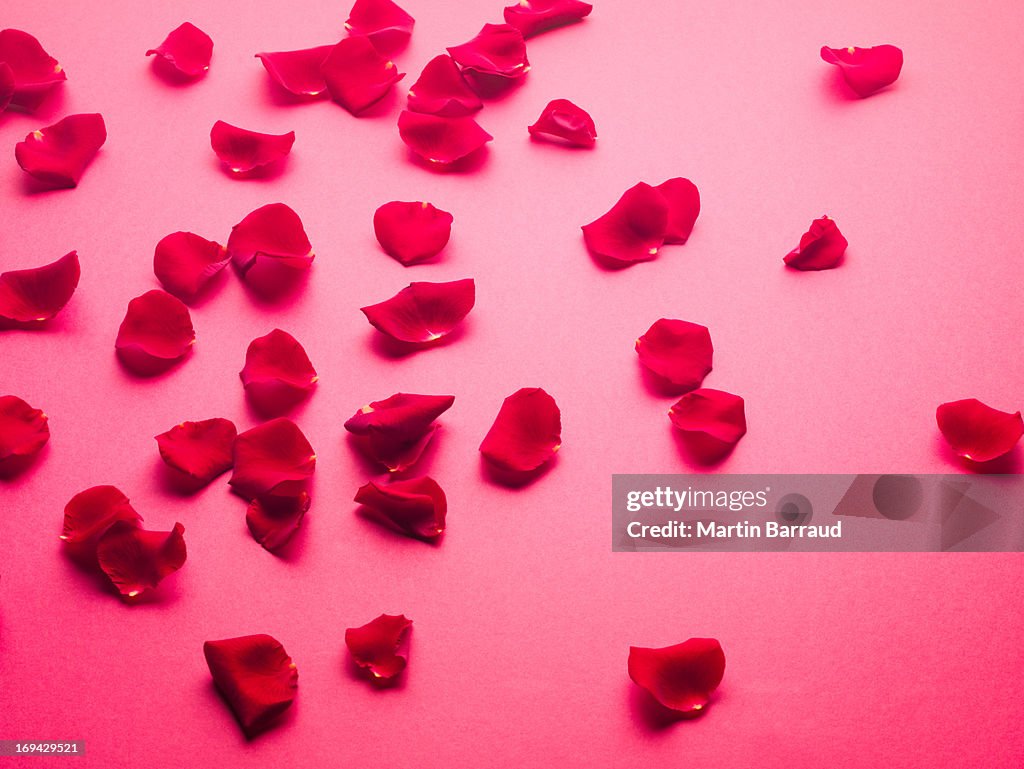 Plano aproximado de Pétalas de rosa vermelho
