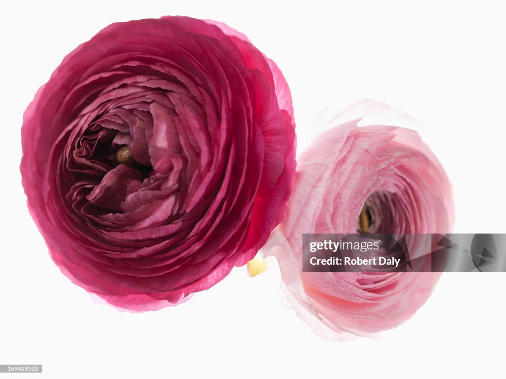 Nahaufnahme von einem rosa Ranunkel