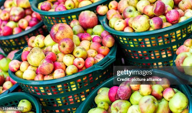 September 2023, Hesse, Frankfurt/Main: Baskets of apples from meadow orchards stand side by side while the Association of "Hessische Apfelwein- und...