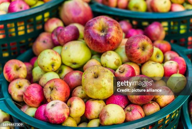 September 2023, Hesse, Frankfurt/Main: Baskets of apples from meadow orchards stand side by side while the Association of "Hessische Apfelwein- und...