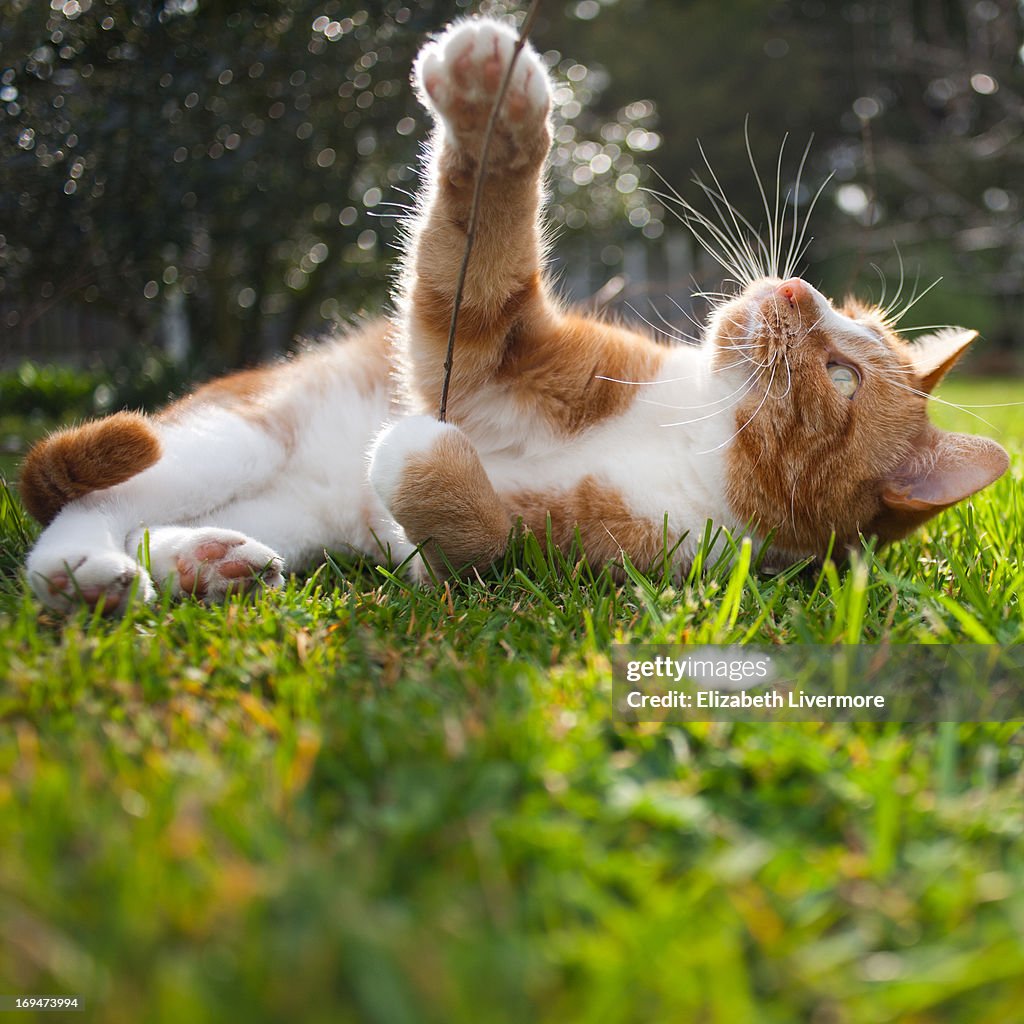 Cat playing in the sunshine