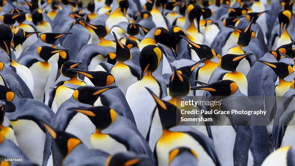 Kings Penguins