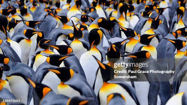 kings penguins - king penguin imagens e fotografias de stock