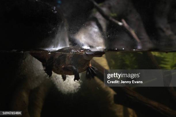 In this image released on September 22, Matilda the platypus swims in her new environment at Taronga Zoo on September 21, 2023 in Sydney, Australia....