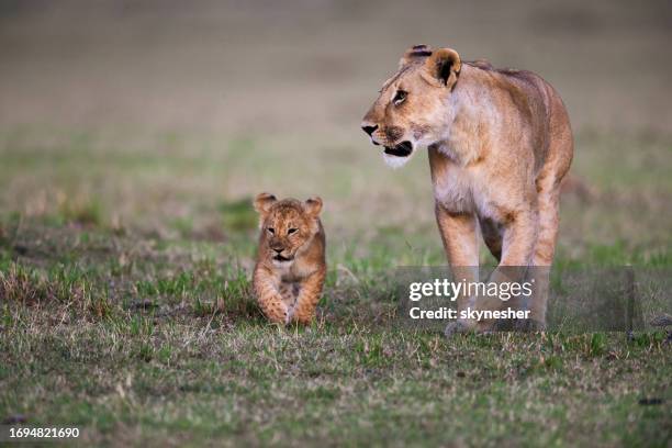 löwin und ihr niedlicher junge zu fuß in der natur. - animal family stock-fotos und bilder