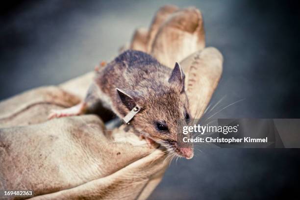 small mammal trapping - topo dalle zampe bianche foto e immagini stock