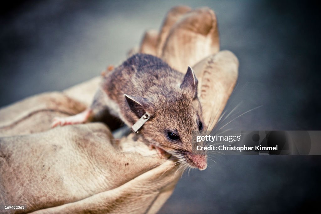 Small mammal trapping