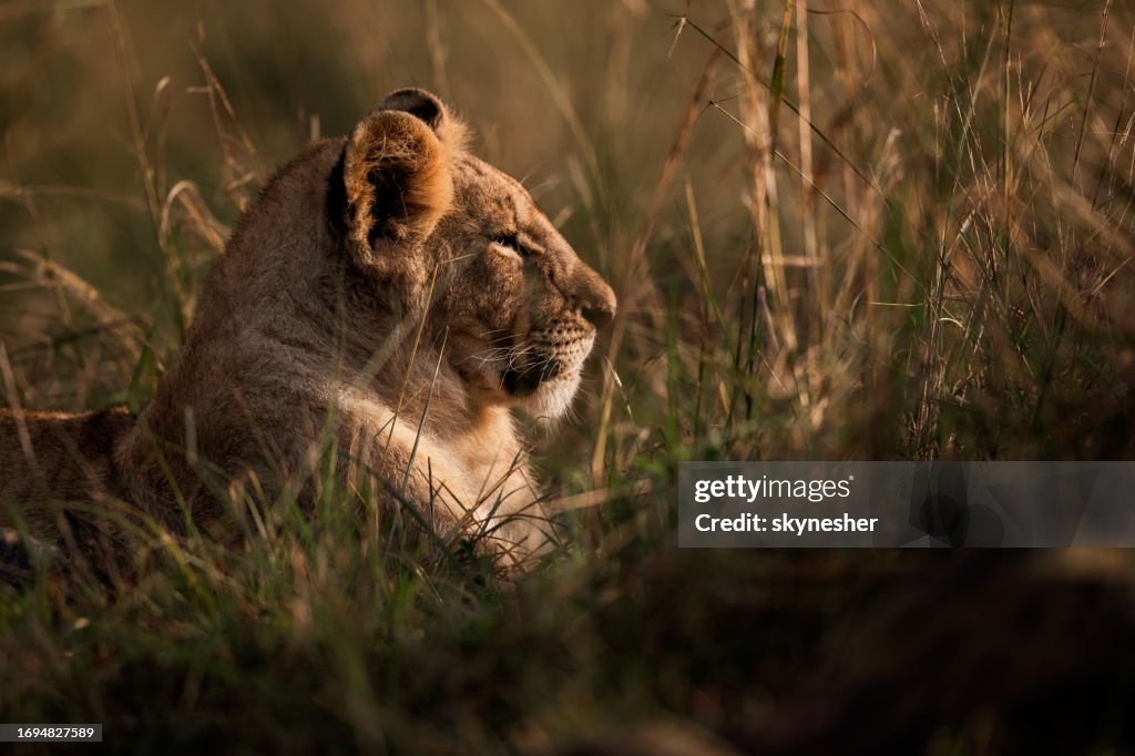 Lion relaxing in the wild.