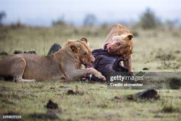 young male lion and lioness eating in the wild. - lion lioness stock pictures, royalty-free photos & images