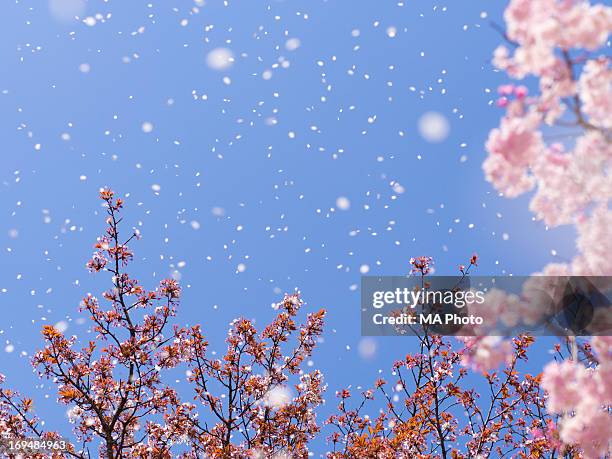 end of the blossoms season - petal ストックフォトと画像